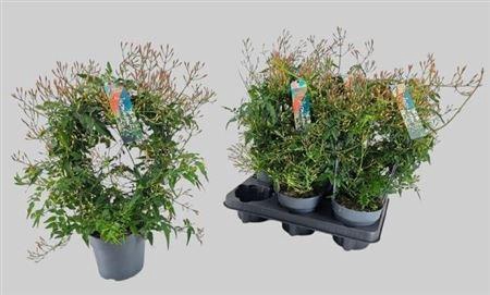 <h4>Jasm Polyanthum Wit</h4>