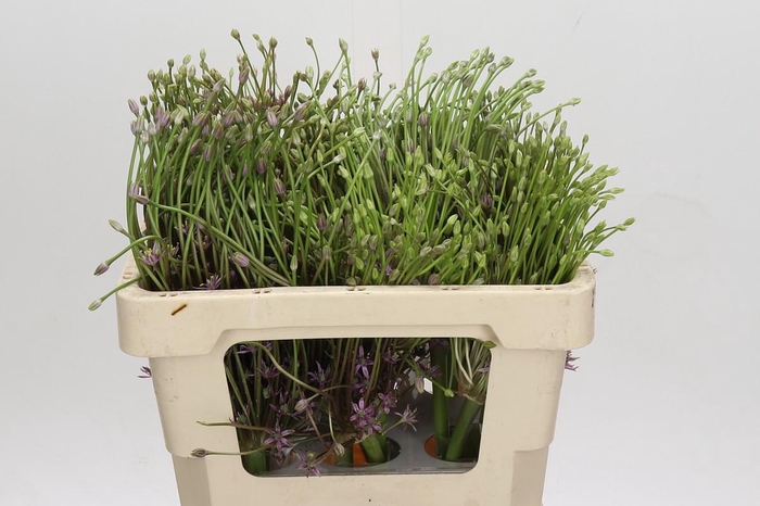 <h4>Allium Schubertii</h4>