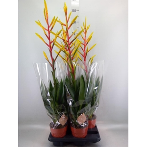 Tillandsia  'Luminosa'