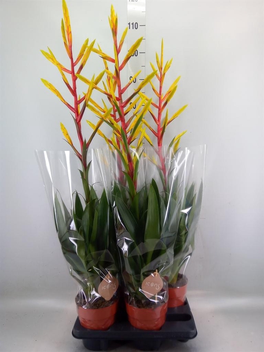 <h4>Tillandsia  'Luminosa'</h4>