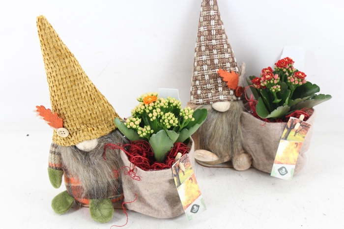 Arr2 Js - Gnome Herfst Mix X4