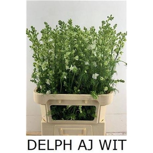 Delph Aj Ov Wit