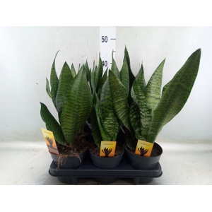 Sansevieria trifa.   ...