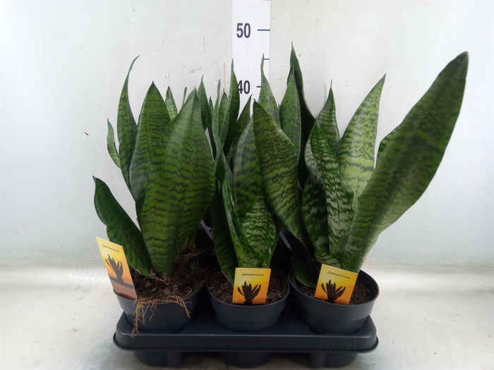 <h4>Sansevieria trifa.   ...</h4>