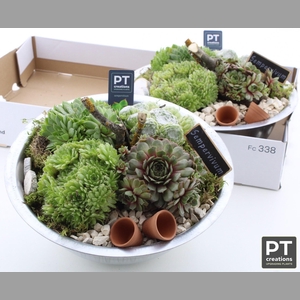 ARR SEMPERVIVUM