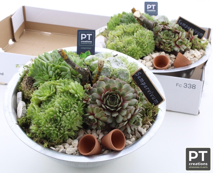 <h4>ARR SEMPERVIVUM</h4>