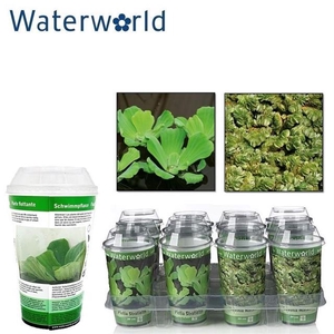 DRIJFPLANTEN GEM