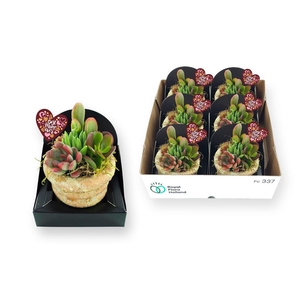 Arrangementen succulenten 6%