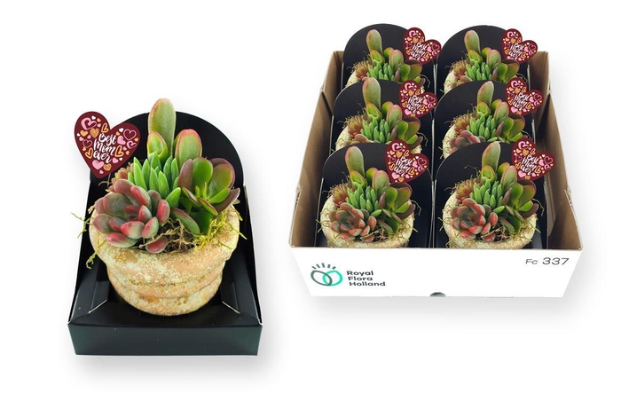 <h4>Arrangementen succulenten 6%</h4>