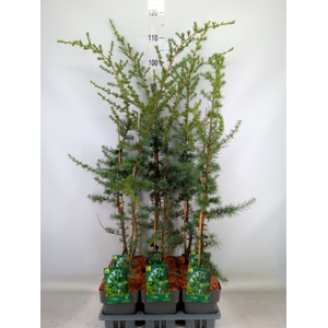 Cedrus libani 'Glauca'