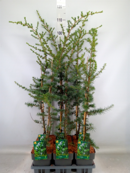 <h4>Cedrus libani 'Glauca'</h4>