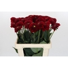 Dahlia Red Fox