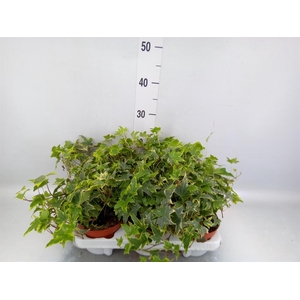 Hedera helix ...mix varie yello