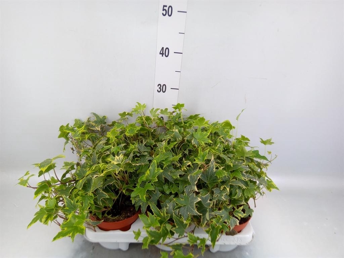 <h4>Hedera helix ...mix varie yello</h4>
