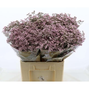 Limonium Safora Oshi Pink