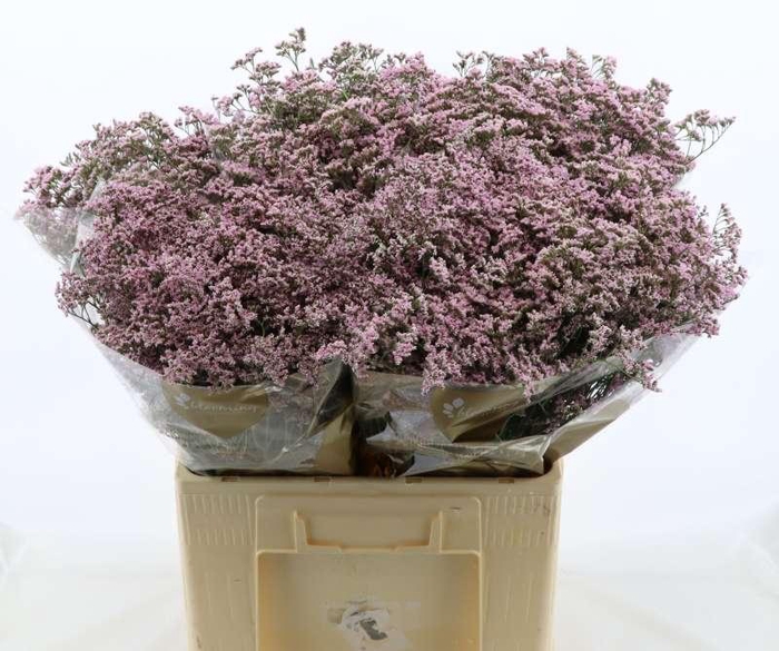 <h4>Limonium Safora Oshi Pink</h4>