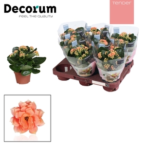 Kalanchoe Decorum TENDER - Serenity Salmon