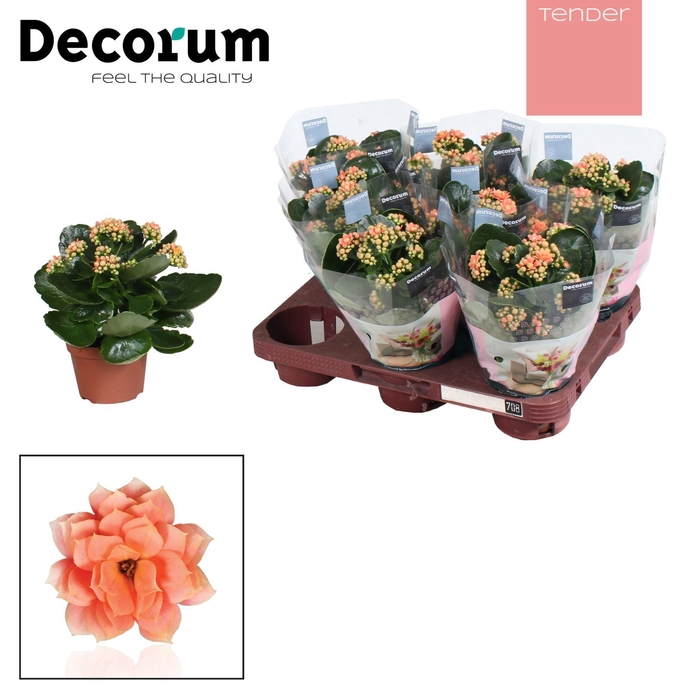 <h4>Kalanchoe Decorum TENDER - Serenity Salmon</h4>
