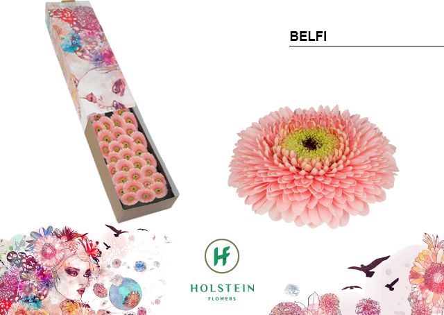 <h4>Germini Pomponi Belfi Doos</h4>