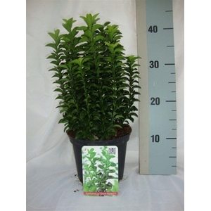 Euonymus japonicus Green Rocket