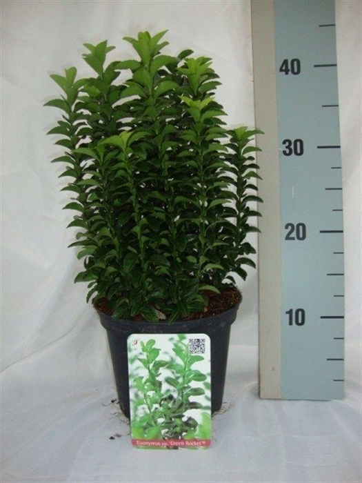 <h4>Euonymus japonicus Green Rocket</h4>