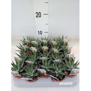 Haworthia fasciata 'Big Band'