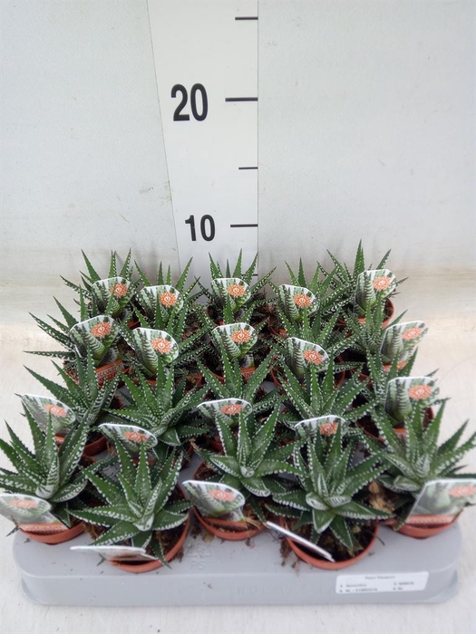 <h4>Haworthia fasciata 'Big Band'</h4>