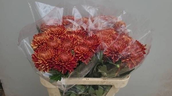 <h4>CHR G BIGOUDI RED</h4>