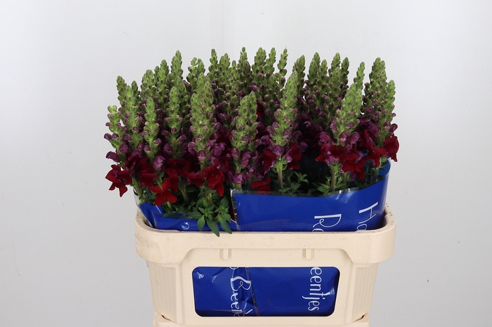 <h4>Antir Antibes Red</h4>