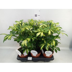 Schefflera arbor. 'Gerda'