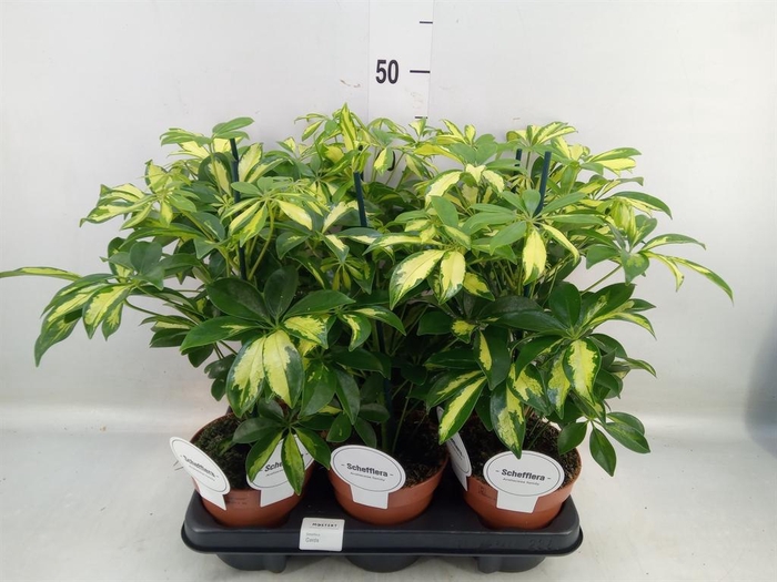 <h4>Schefflera arbor. 'Gerda'</h4>