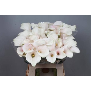 Calla Captain Ventura