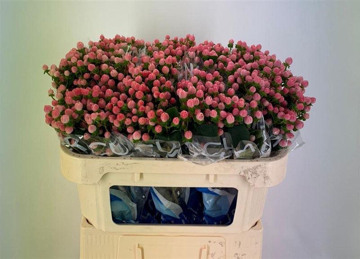 <h4>Hyp Coco Casino</h4>