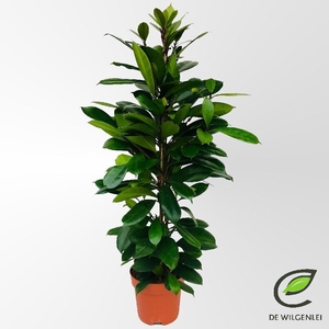 Ficus Ov Cyathistipula