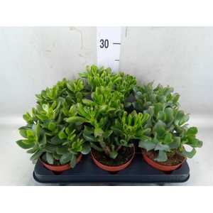 Crassula   ...mix