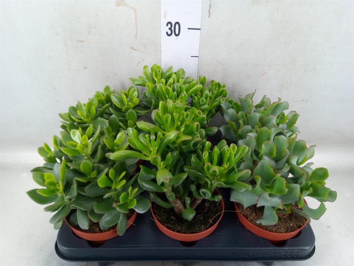 <h4>Crassula   ...mix</h4>