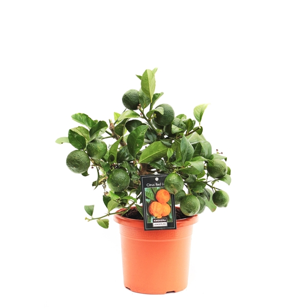 <h4>Citrus limon Red Lime</h4>