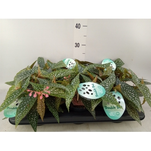 Begonia BD 'Double Dot'