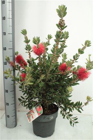 <h4>Callistemon Laevis Bush - 1153</h4>