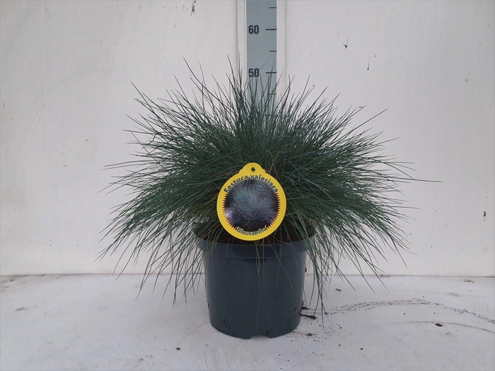 <h4>FEST VAL GLAUCANTHA</h4>