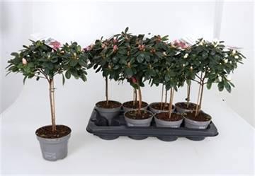 <h4>RHODO SI GEM</h4>