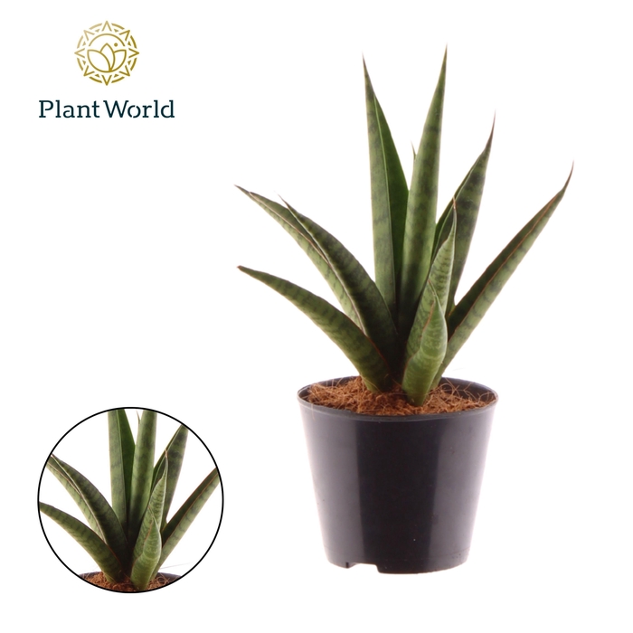 <h4>Sansevieria 'trifciata' Pineapple</h4>