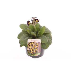 Primula elatior Mister Silver Laced