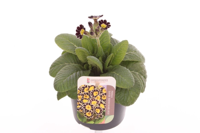 <h4>Primula elatior Mister Silver Laced</h4>
