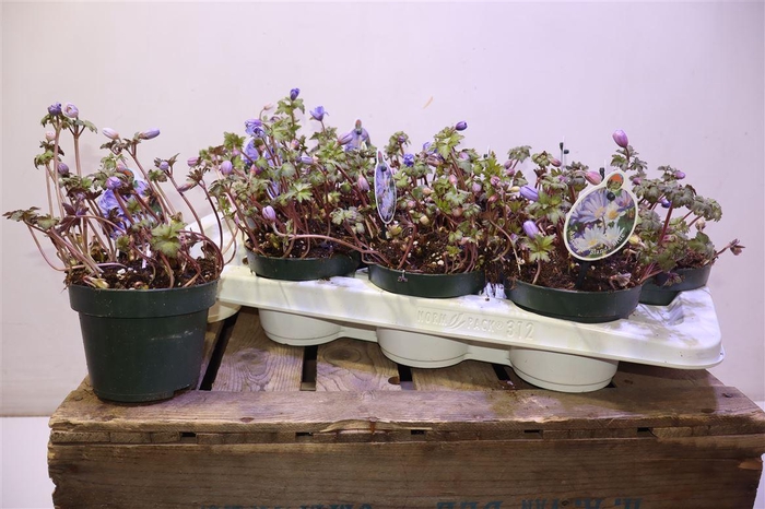 <h4>Anem Bl Blue Shades</h4>