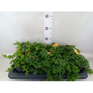 Parthenocissus  'Sugar Vine'