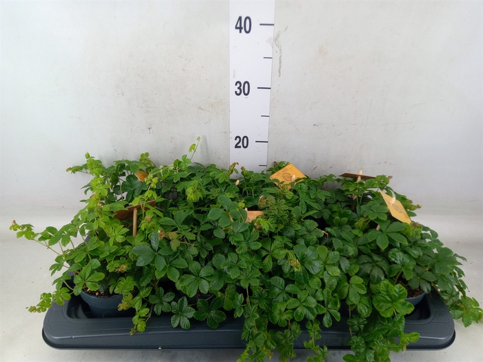 <h4>Parthenocissus  'Sugar Vine'</h4>