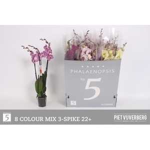 PHAL GEM 8 KL