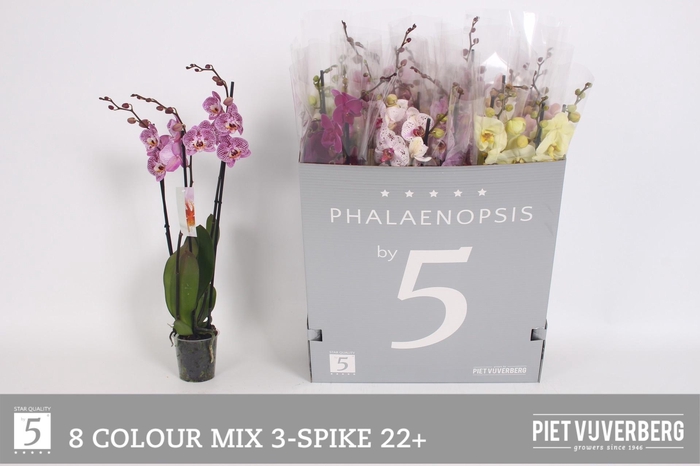 <h4>PHAL GEM 8 KL</h4>