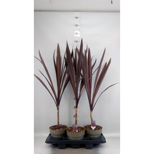 Cordyline austr. 'Red Star'